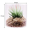 REGENT ARTIFICIAL SUCCULENT IN A CLEAR GLASS - SMALL, (80MM DIAX80MM)