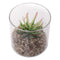 REGENT ARTIFICIAL SUCCULENT IN A CLEAR GLASS - SMALL, (80MM DIAX80MM)