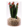 REGENT ARTIFICIAL SUCCULENT IN A CLEAR GLASS - LARGE, (100MM DIAX150MM)