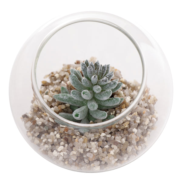 REGENT ARTIFICIAL SUCCULENT IN A CLEAR GLASS SPHERE - SMALL, (80MM DIAX74MM)