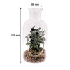 REGENT ARTIFICIAL SUCCULENT IN A CLEAR GLASS BOTTLE, (80MMDIAX160MM)