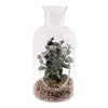 REGENT ARTIFICIAL SUCCULENT IN A CLEAR GLASS BOTTLE, (80MMDIAX160MM)